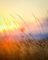 Closeup of the gentle breeze moving golden grass against the glowing sunset sky