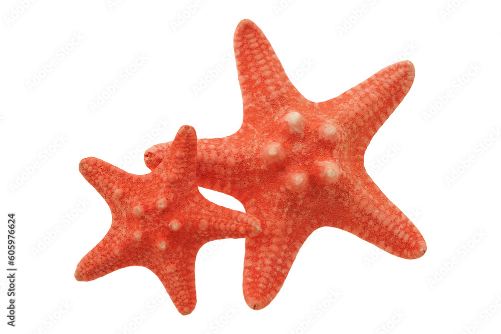 Wall mural two red starfish isolated on transparency png file with copy space