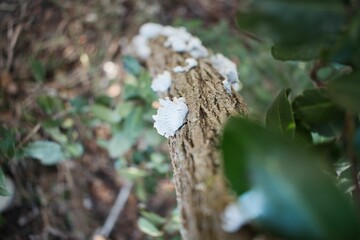 Closeup of white Schizophyllum commune on the tree.