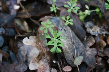 Closeup of growing plant surrounded by fallen leaves