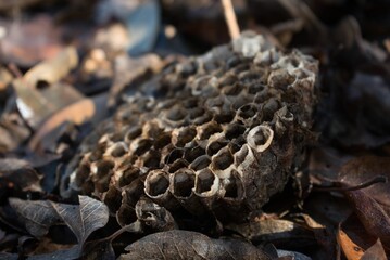 Closeup of an empty wasp nest on the dry leaves.