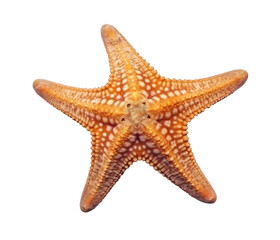Top view close up starfish isolated on clipped transparent PNG background. Generative AI