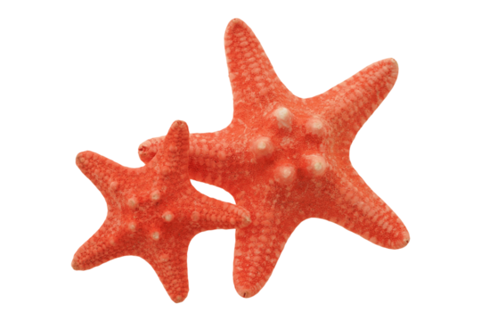 Two red starfish isolated on transparency png file with copy space