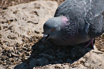 Closeup of pigeon eating seeds