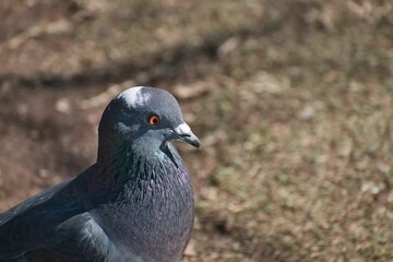 Closeup of pigeon head in blurred background