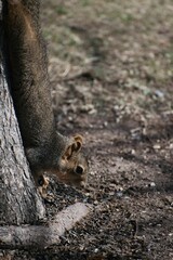 Brown squirrel on tree trunk