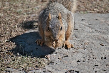 Brown squirrel on ground