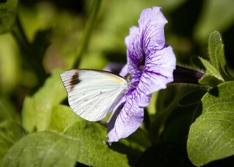 Closeup of a mesmerizing white butterfly on the petals of a delicate pink flower in a field
