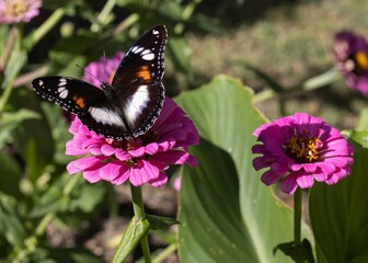 Mesmerizing butterfly with black spread wings on a delicate pink flower in a field