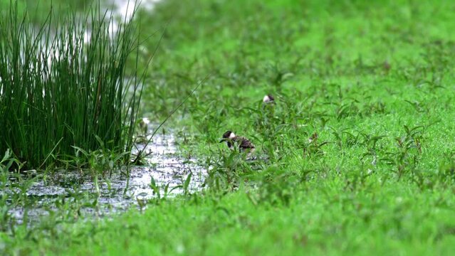 Rare lapwing vanellus vanellus chicks foraging in wetland, low angle