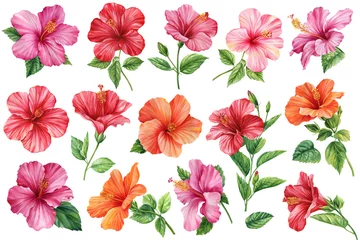  Hibiscus colorful flowers set, isolated white background, botanical illustration, tropical floral elements watercolor © Hanna