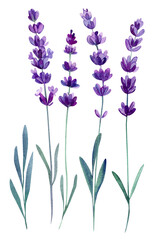 Lavender flowers, violet lavender flower, leaves on an isolated white background, watercolor illustration, hand drawing