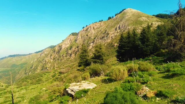 forest at the top of the mountain in sunny day  with coniferous trees in Blida Algeria - Slow motion