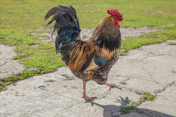 Proud walking rooster