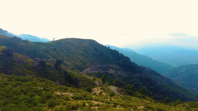 at the top of the mountain above the clouds with coniferous trees in Blida Algeria - Slow motion