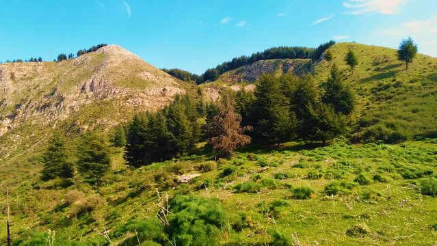 green forest at the top of the mountain with coniferous trees in Blida Algeria - Slow motion