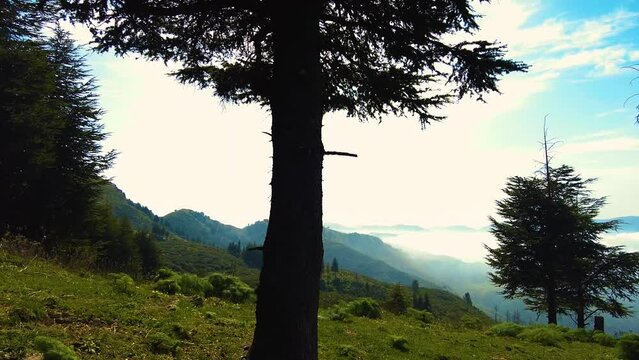 at the top of the mountain above the clouds with coniferous trees in Blida Algeria - Slow motion