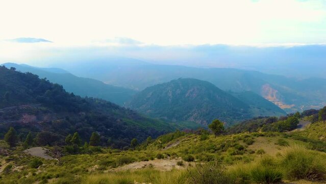 at the top of the mountain above the clouds with coniferous trees in Blida Algeria - Slow motion