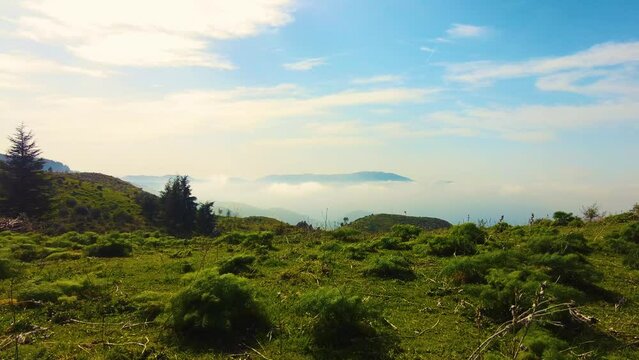 at the top of the mountain above the clouds with coniferous trees in Blida Algeria - Slow motion