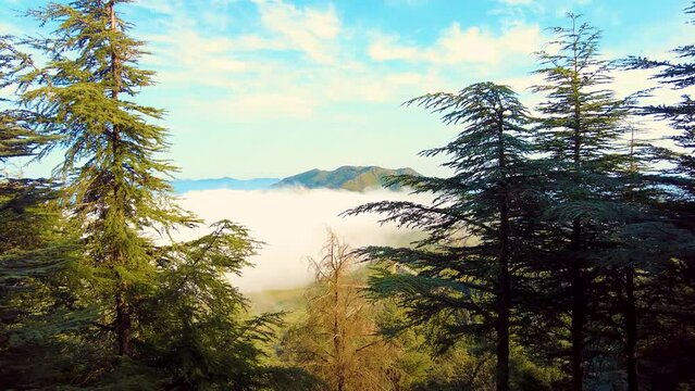 at the top of the mountain above the clouds with coniferous trees in Blida Algeria - Slow motion