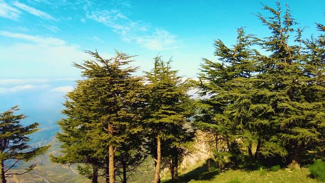 at the top of the mountain above the clouds with coniferous trees in Blida Algeria - Slow motion