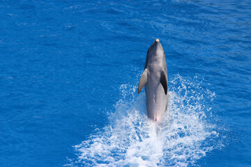 Dauphin en marche arrière