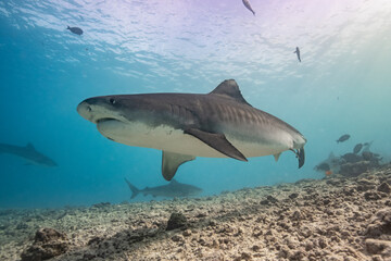 Tiger shark in the ocean