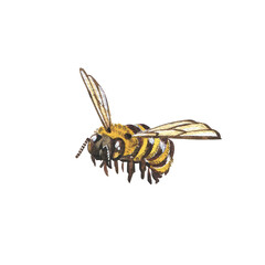 Yellow bee with detailed isolated on white background. Watercolor hand draw realistic insect llustration. Art for design