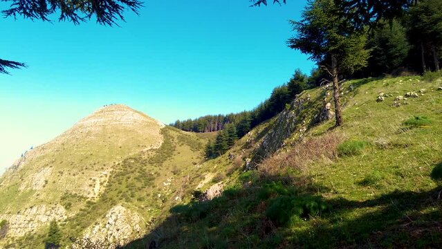 forest at the top of the mountain with coniferous trees in Blida Algeria - Slow motion