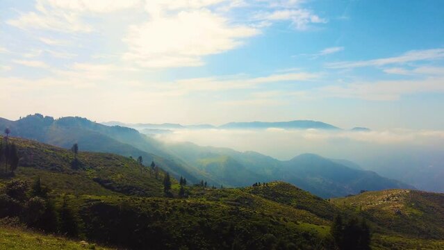 at the top of the mountain above the clouds with coniferous trees in Blida Algeria - Slow motion
