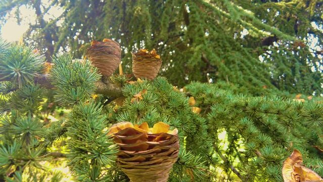 pinecone on a tree with sunbeams in sunny day