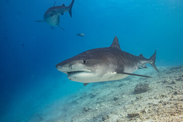 Fototapeta premium Tiger shark in the ocean