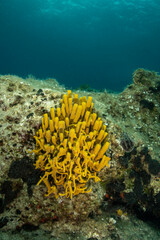 Wide angle view underwater with sponges and rocks
