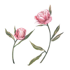 Set pink peony flower and bud isolated on white background. Watercolor hand drawn botanic illustration. Art for design