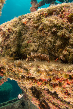 A timid blenny on a shipwreck