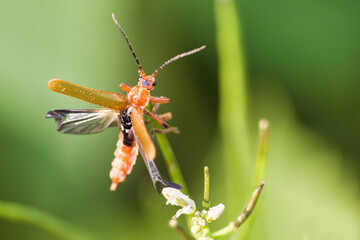 Nahaufnahme vom roten Weichkäfer (Rhagonycha fulva)