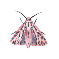 Pink butterfly with detailed wings isolated on white background. Watercolor hand drawn realistic llustration for design - 605979242