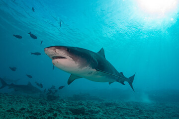 Obraz na płótnie Canvas Tiger shark in the ocean