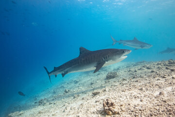 Fototapeta premium Tiger shark in the ocean
