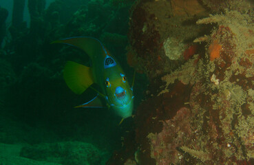 Fototapeta na wymiar queen angelfish on a reef in the caribbean sea