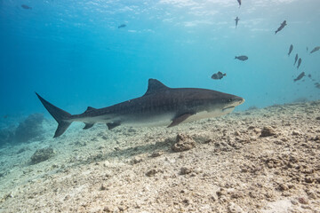 Fototapeta premium Tiger shark in the ocean