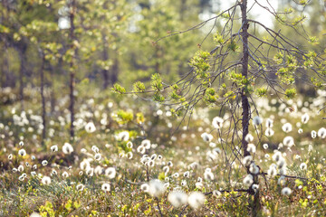 Forest swamp background with pine and cottongrass selective focus.