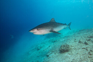 Fototapeta na wymiar Tiger shark in the ocean