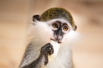 Funny green monkey eating fruits together in zoo