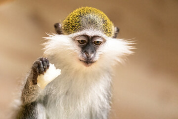 Funny green monkey eating fruits together in zoo