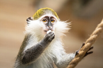 Funny green monkey eating fruits together in zoo