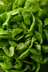 Fresh green salad background food