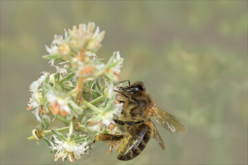 Bee Apis mellifera pollinating a flower, sustainable environment