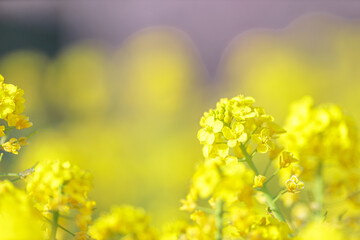 Fototapeta premium 菜の花のクローズアップ