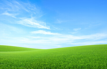 Fototapeta na wymiar Landscape view of green grass field with blue skybackground.